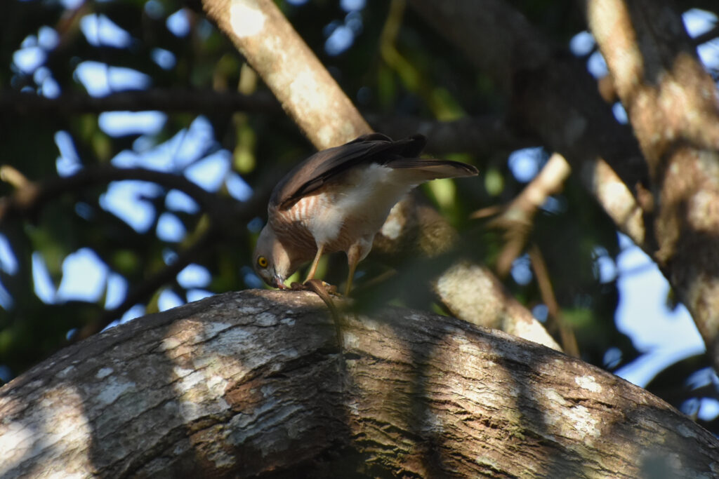 Mayotte