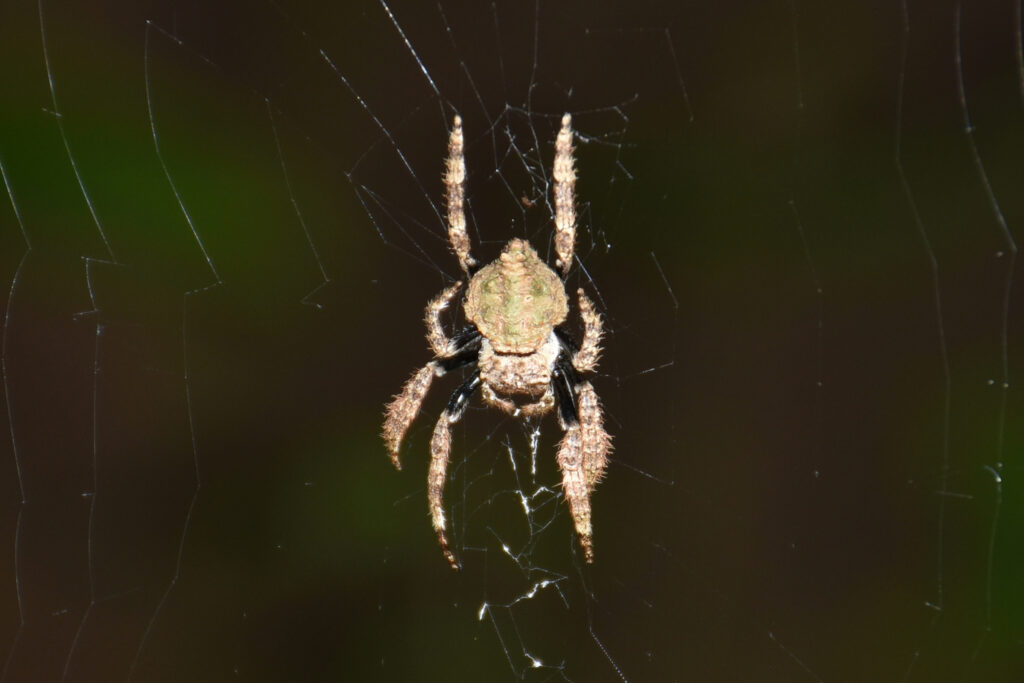 Mayotte