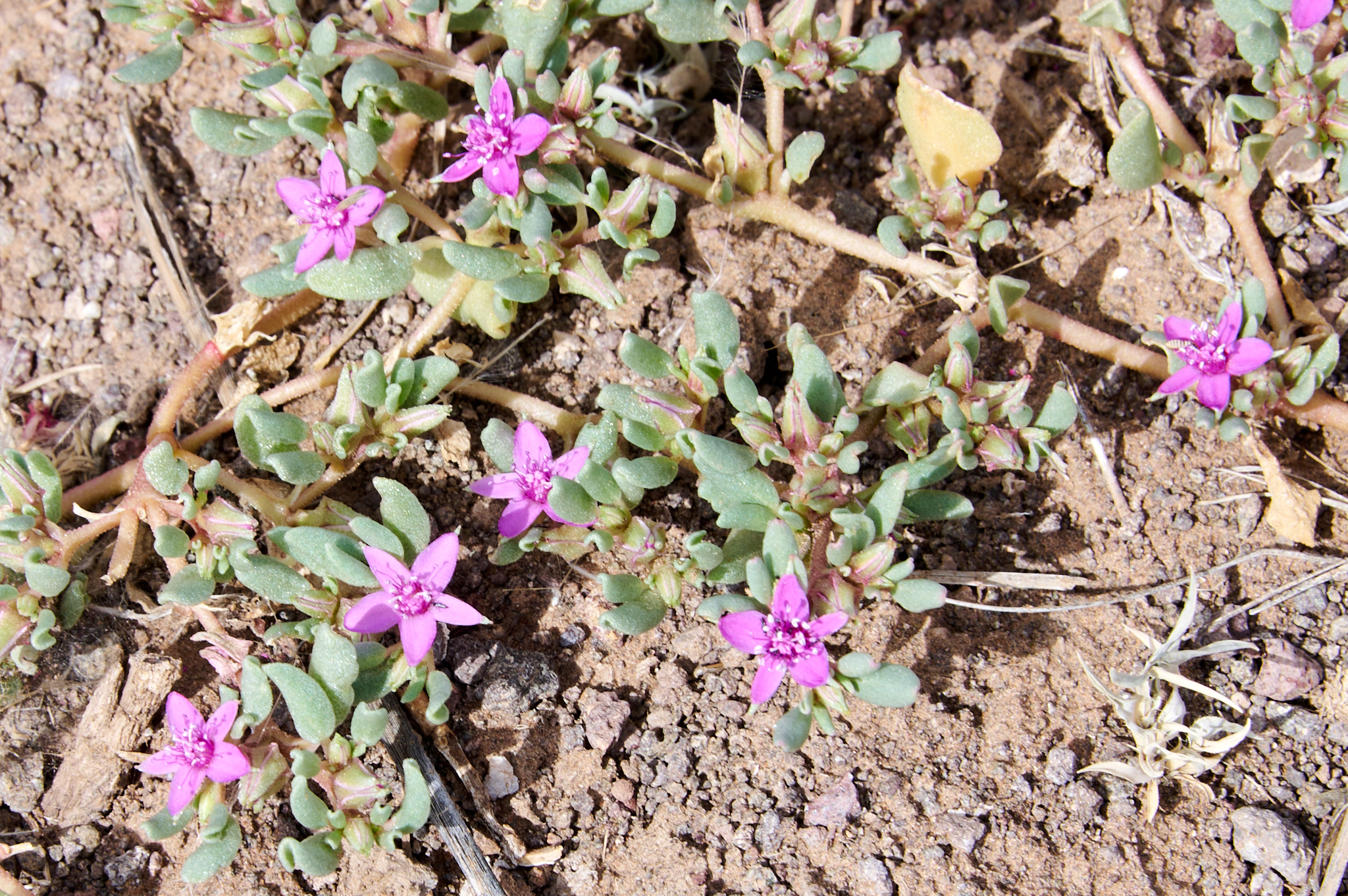 Namibie