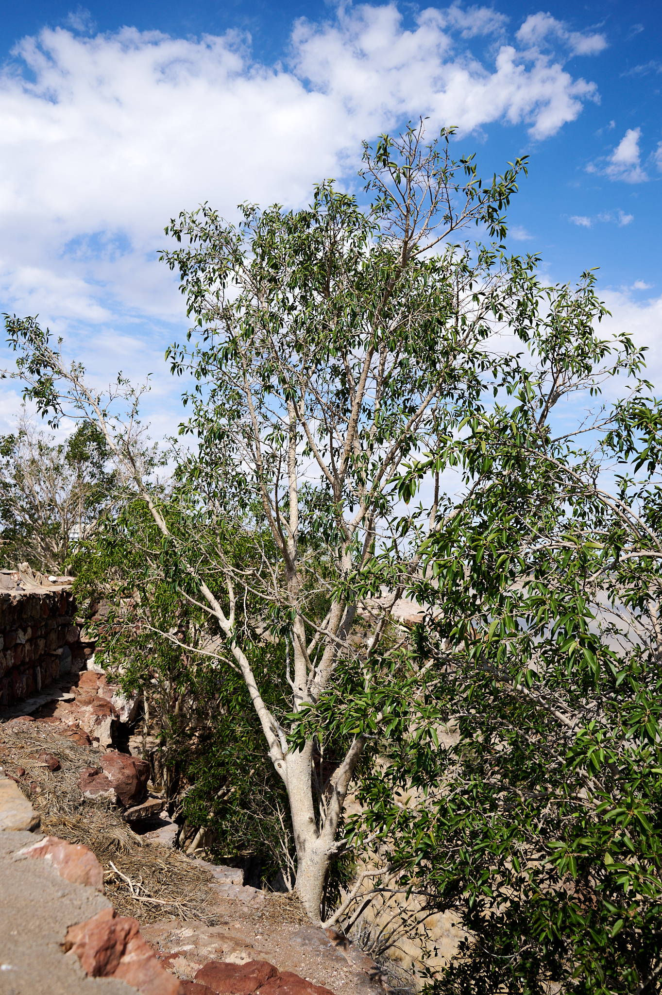 Namibie