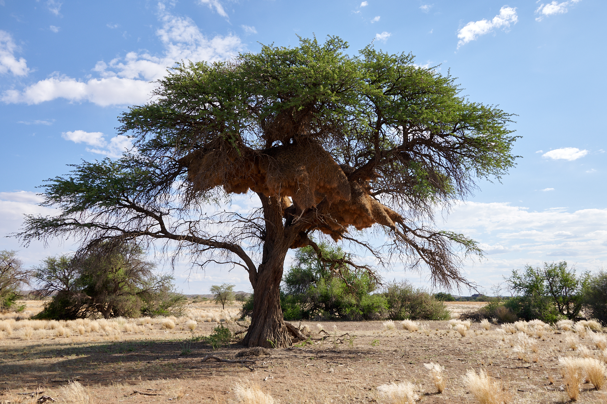 Namibie