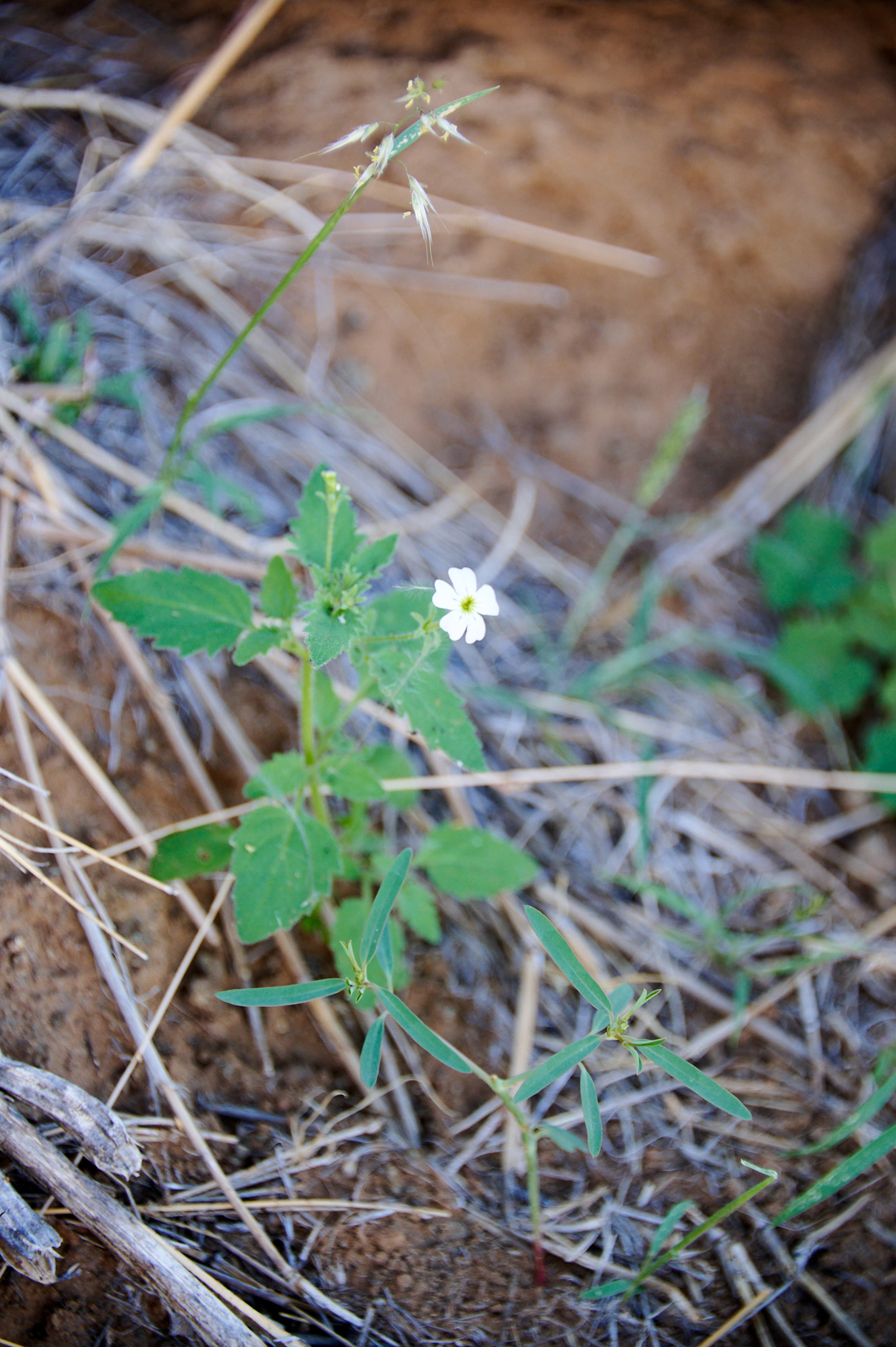 Namibie