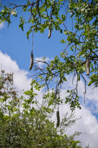 Kigelia africana - Zambie