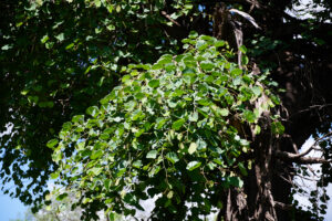 Piliostigma thonningii - Zambie