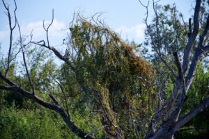 Cassytha filiformis - Zambie