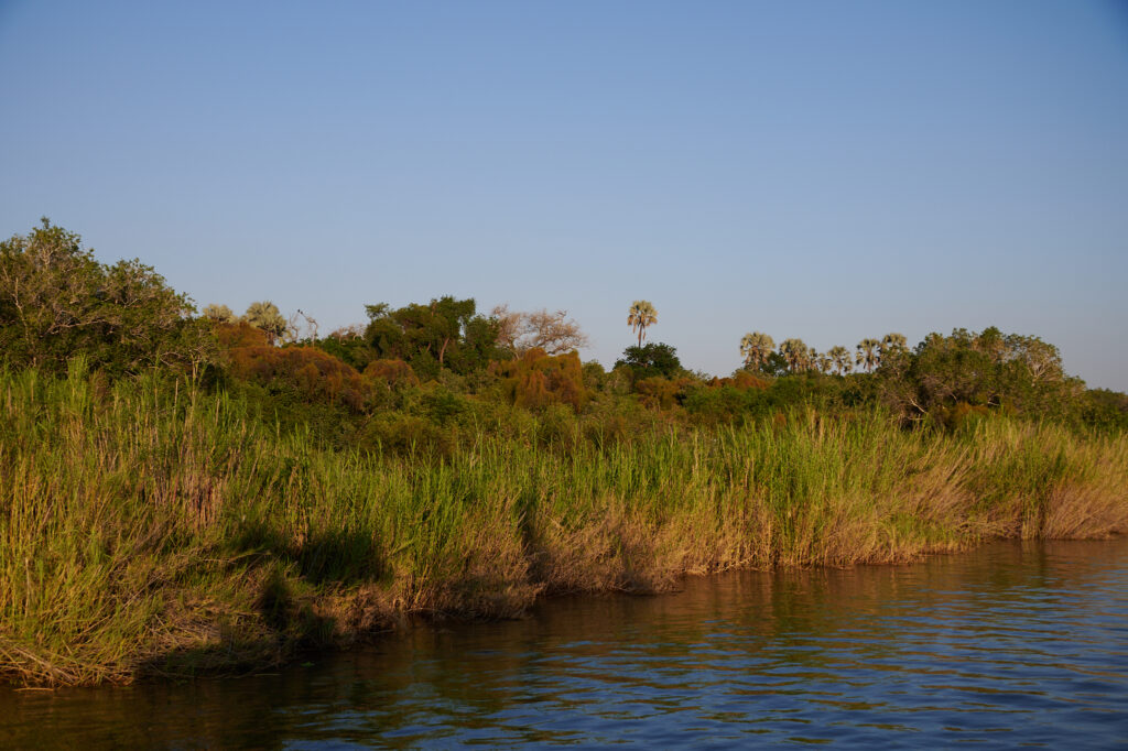 Phragmites mauritianus - Zambie