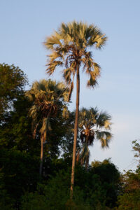 Hyphaene petersiana - Zambie