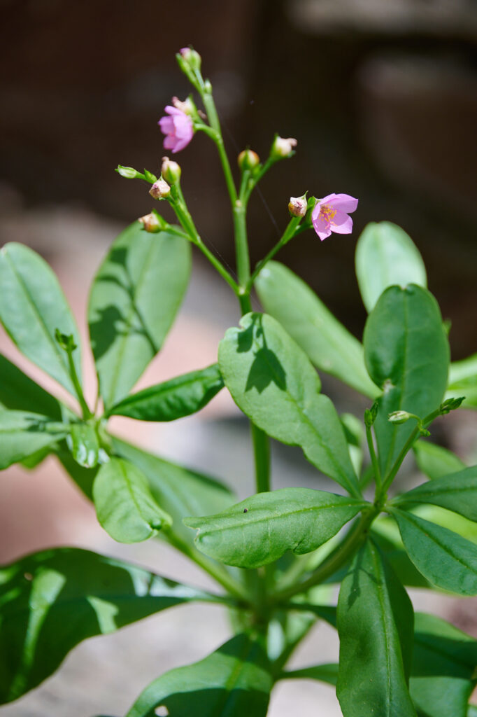 Talinum fruticosum - Zambie