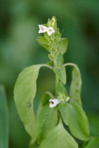 Asystasia mysorensis - Zambie