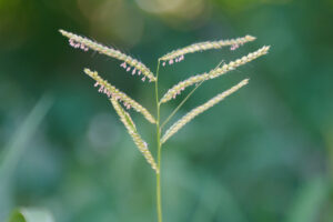 Urochloa trichopus - Zambie