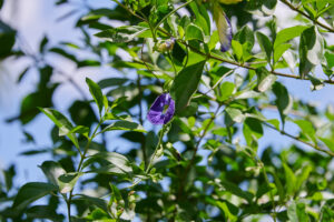 Clitoria ternatea - Zambie