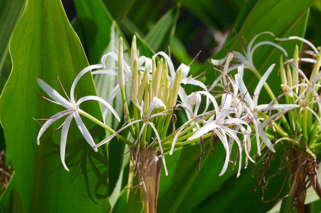 Crinum asiaticum - Zambie