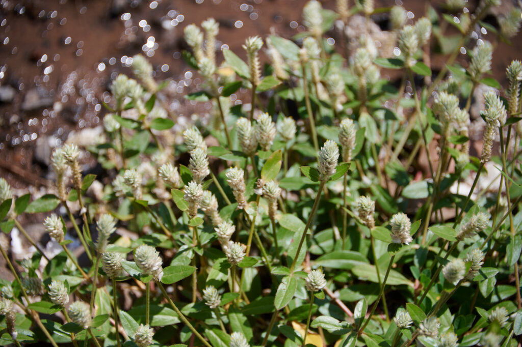 - Gomphrena celosioides Zambie