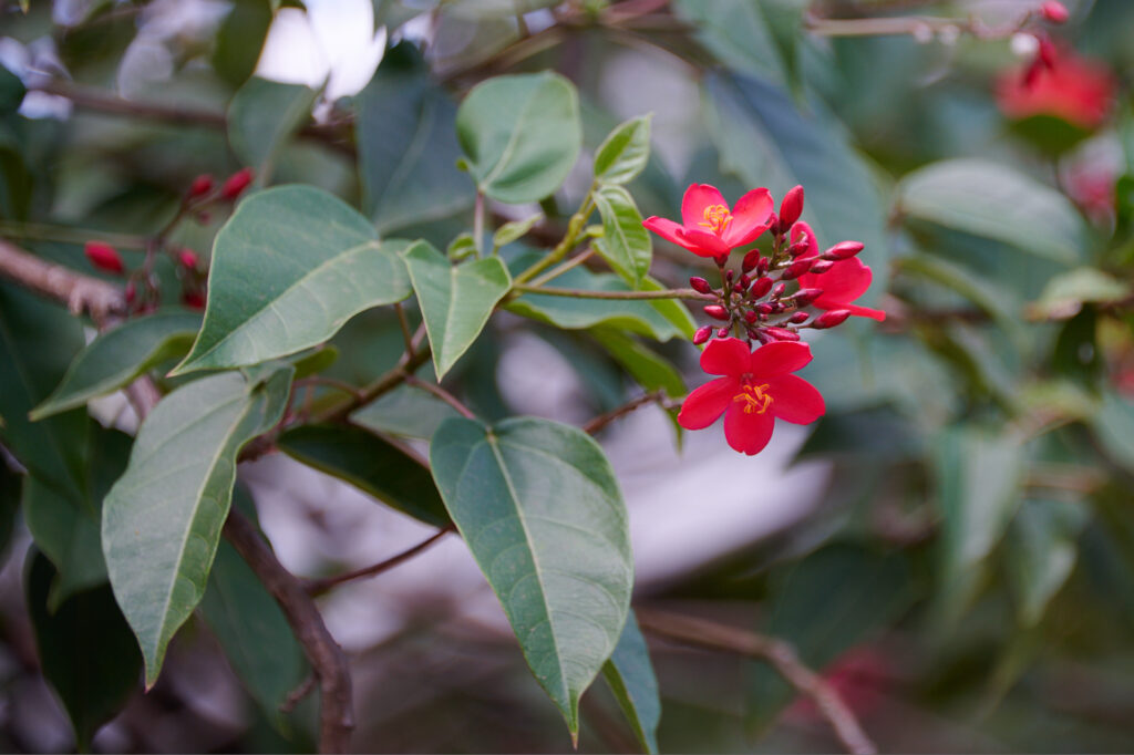 Jatropha integerrima - Zambie