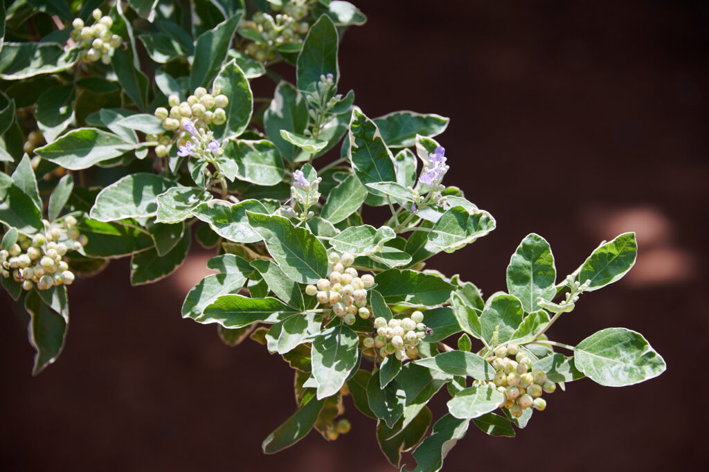Vitex trifolia - Zambie
