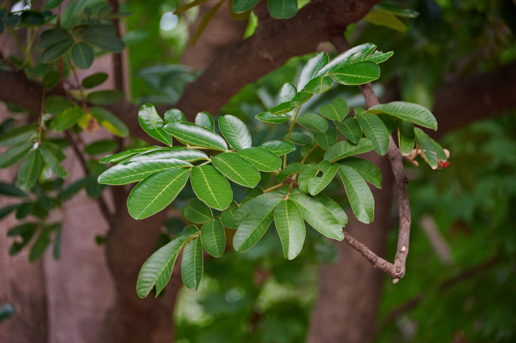 Trichilia emetica - Zambie