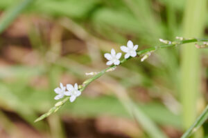 Oxygonum alatum - Zambie