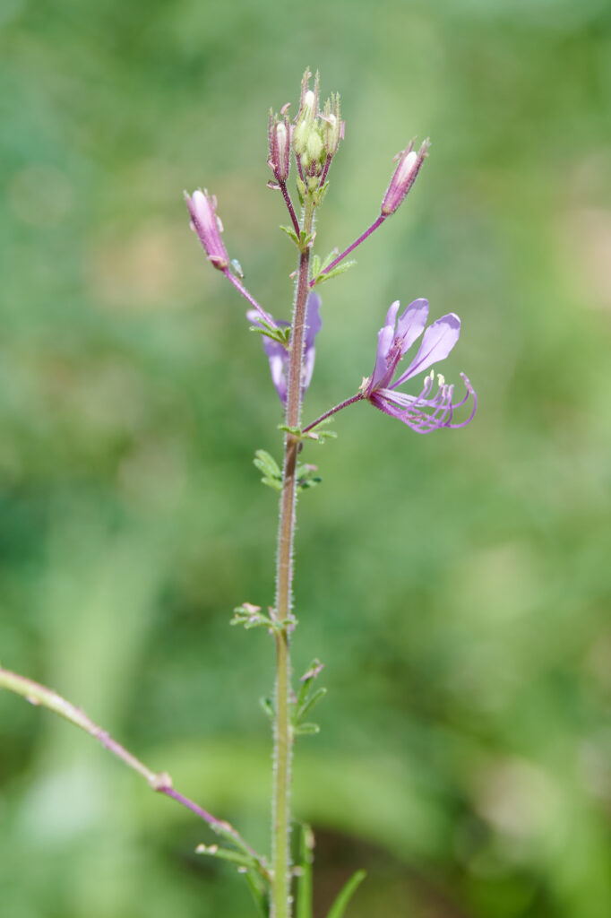 Cleome hirta - Zambie