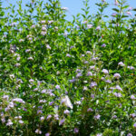 Duranta erecta - Zambie