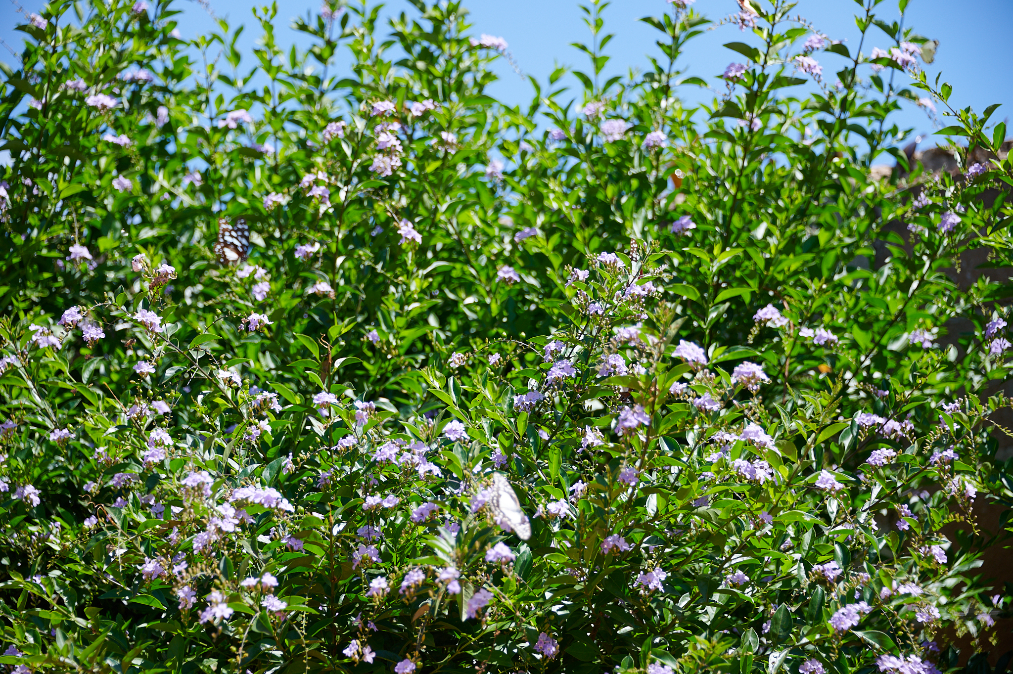 Duranta erecta - Zambie
