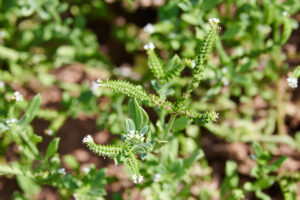 Euploca ovalifolia - Zambie