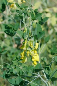 Crotalaria laburnifolia subsp. laburnifolia - Zambie