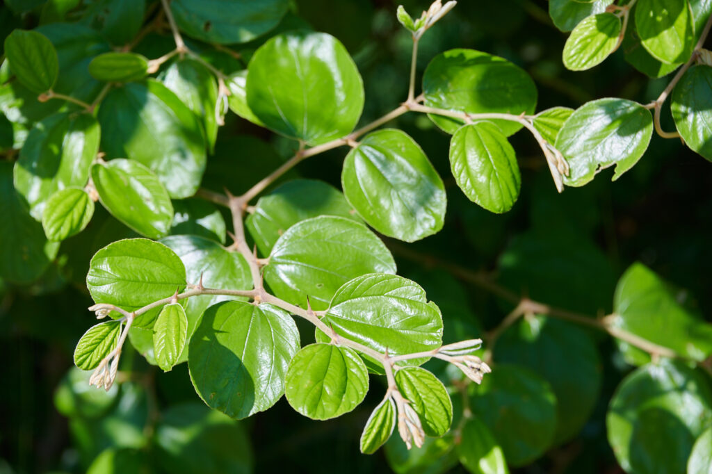 Ziziphus abyssinica Hochst. - Zambie