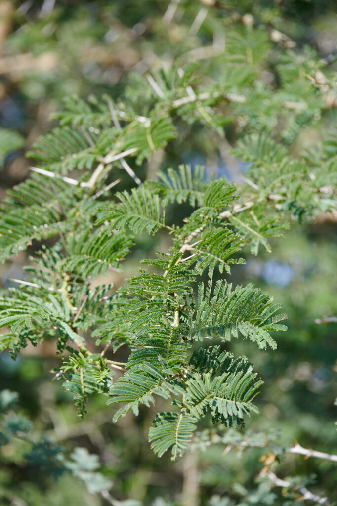 Vachellia sieberiana  - Zambie