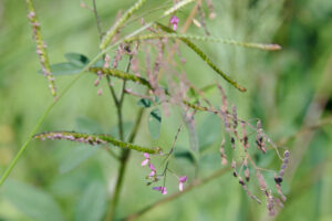 Desmodium tortuosum - Zambie