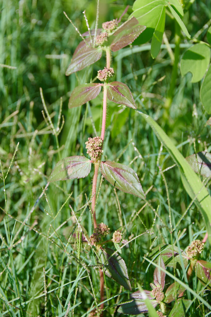 Euphorbia hirta - Zambie