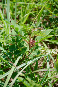 Indigofera hirsuta - Zambie