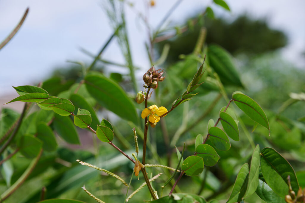 Senna occidentalis - Zambie