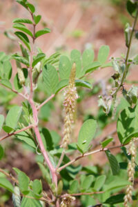 Indigofera astragalina - Zambie