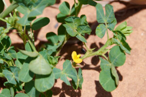 Arachis hypogaea - Zambie