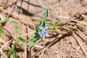 Commelina benghalensis - Zambie