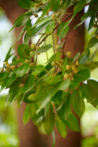 Ficus thonningii
- Zambie
