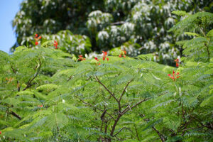 Delonix regia - Zambie