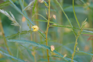 Chamaecrista mimosoides - Zambie