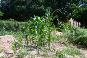 Zea mays - Zambie