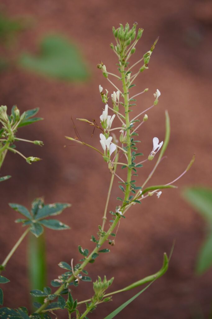 Cleome gynandra - Zambie