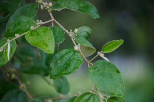 Ziziphus abyssinica - Zambie