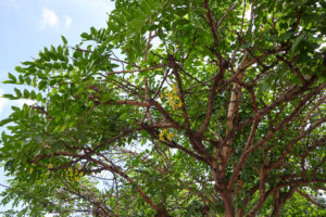 Cassia sieberiana - Zambie