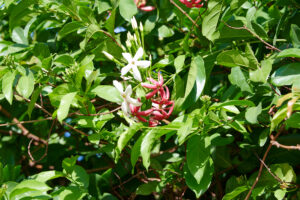 Combretum malabaricum - Zambie