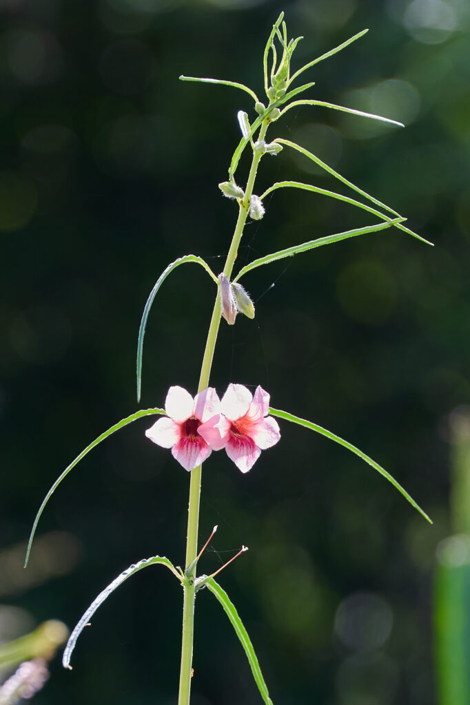Sesamum alatum - Zambie