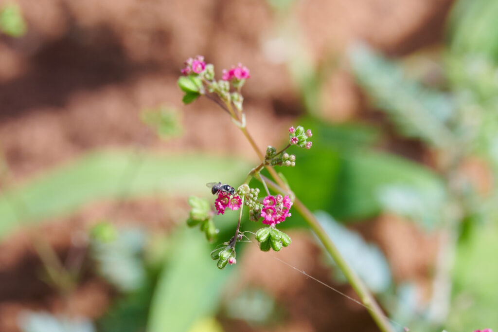 Boerhavia coccinea - Zambie