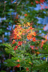 Caesalpinia pulcherrima - Zambie