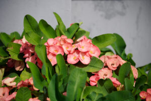 Euphorbia milii - Zambie