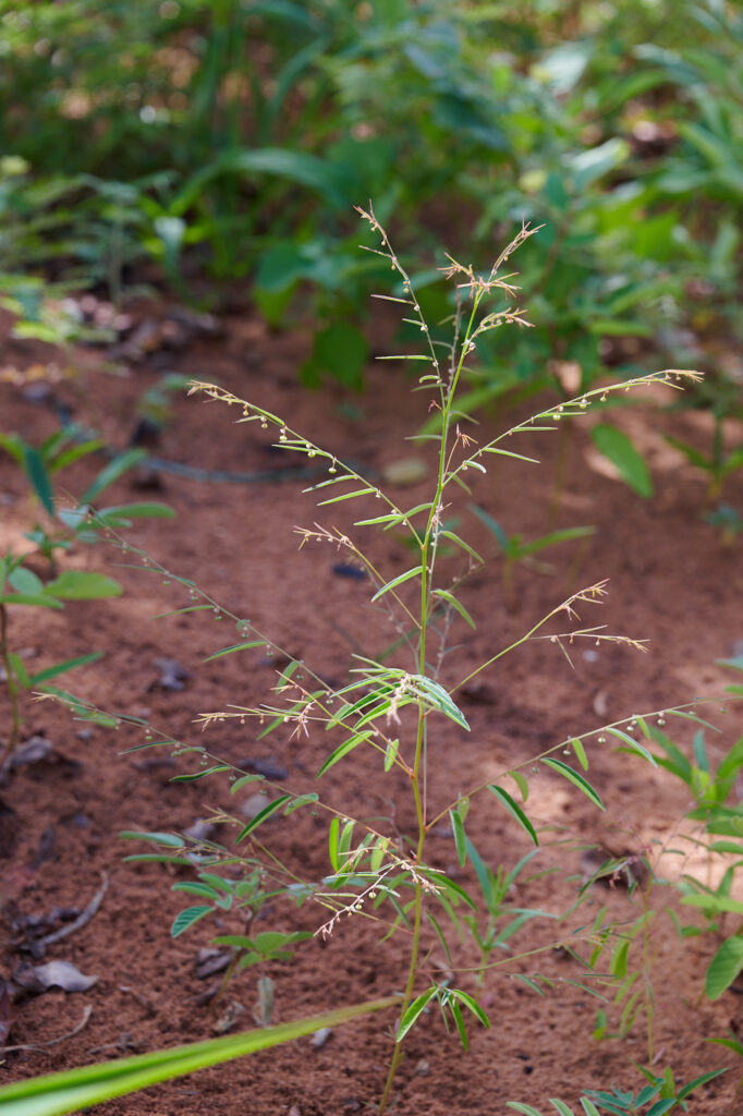 Phyllanthus pentandrus - Zambie