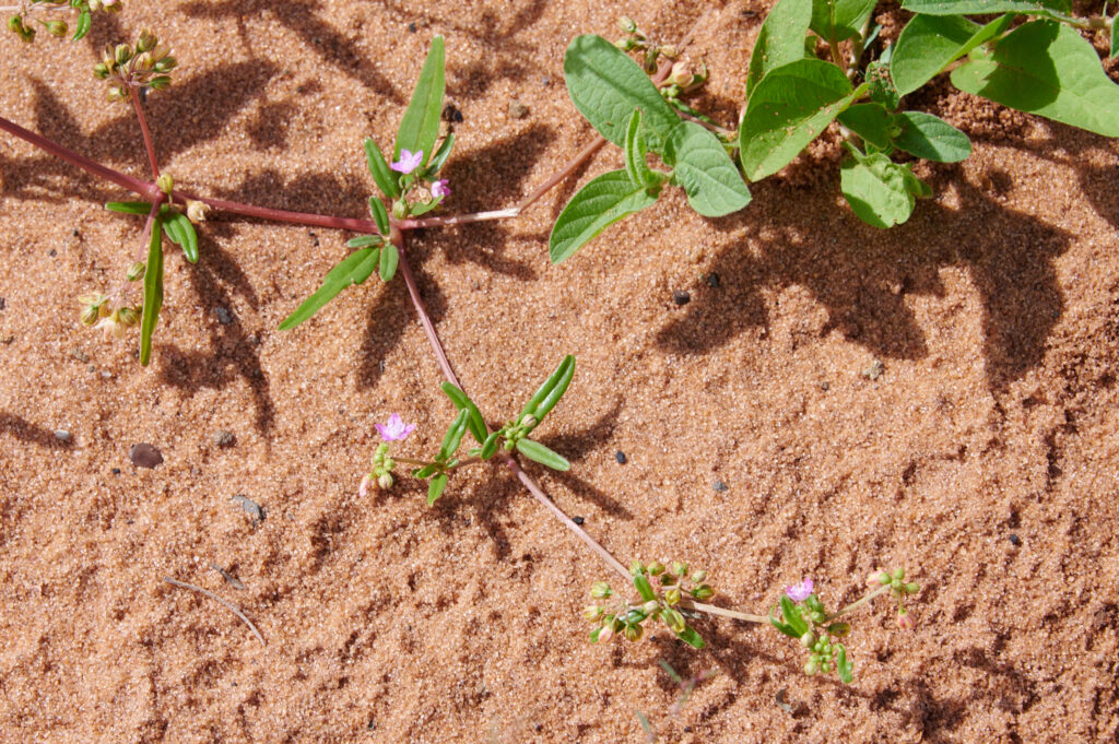Gisekia pharnaceoides - Zambie