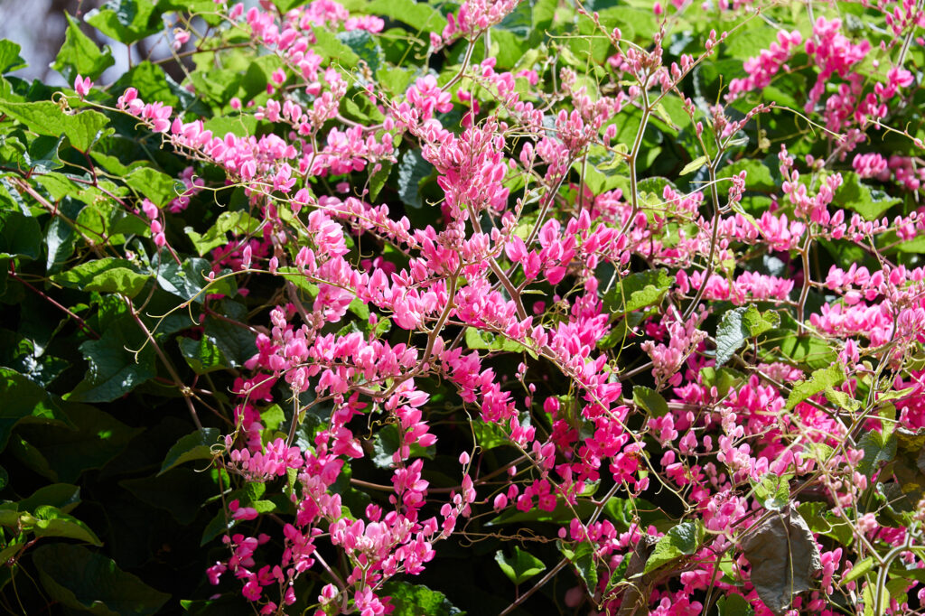 Antigonon leptopus - Zambie